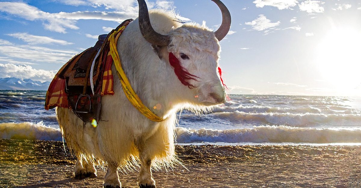 Yak bianco del Tibet