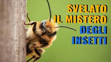 mistero degli insetti svelato finalmente