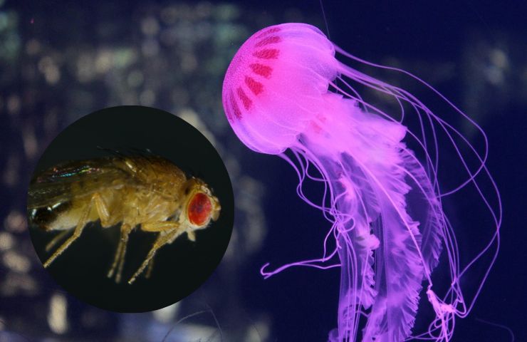 Moscerino e medusa hanno un antenato comune