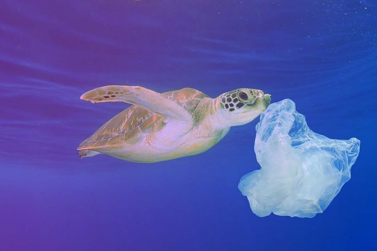 Le Microplastiche Inquinano Più Del Previsto A Un Ritmo Spaventoso 