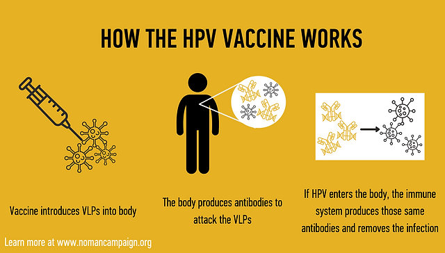 Come funziona il vaccino contro l'HPV