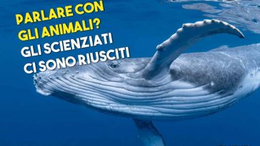 Parlare con le balene grazie ad un algoritmo