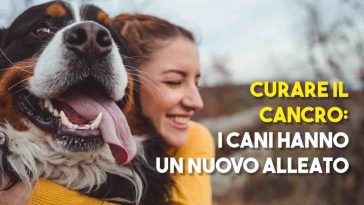 curare il cancro dei cani