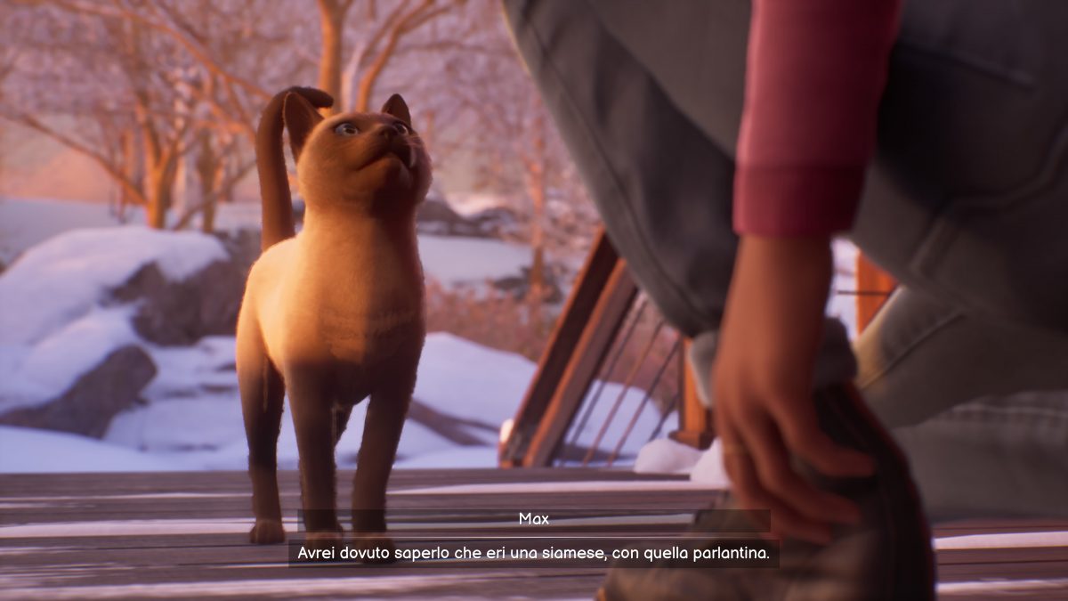 life is strange double exposure gatto